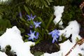 Chionodoxa forbesii Śnieżnik forbesa